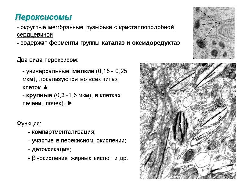 Пероксисомы  - округлые мембранные пузырьки с кристаллоподобной сердцевиной  - содержат ферменты группы